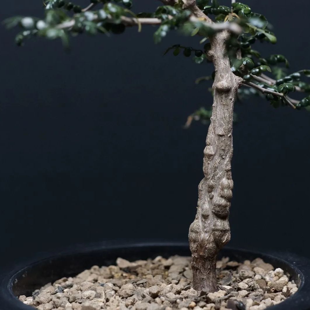 パキプス 管理2388