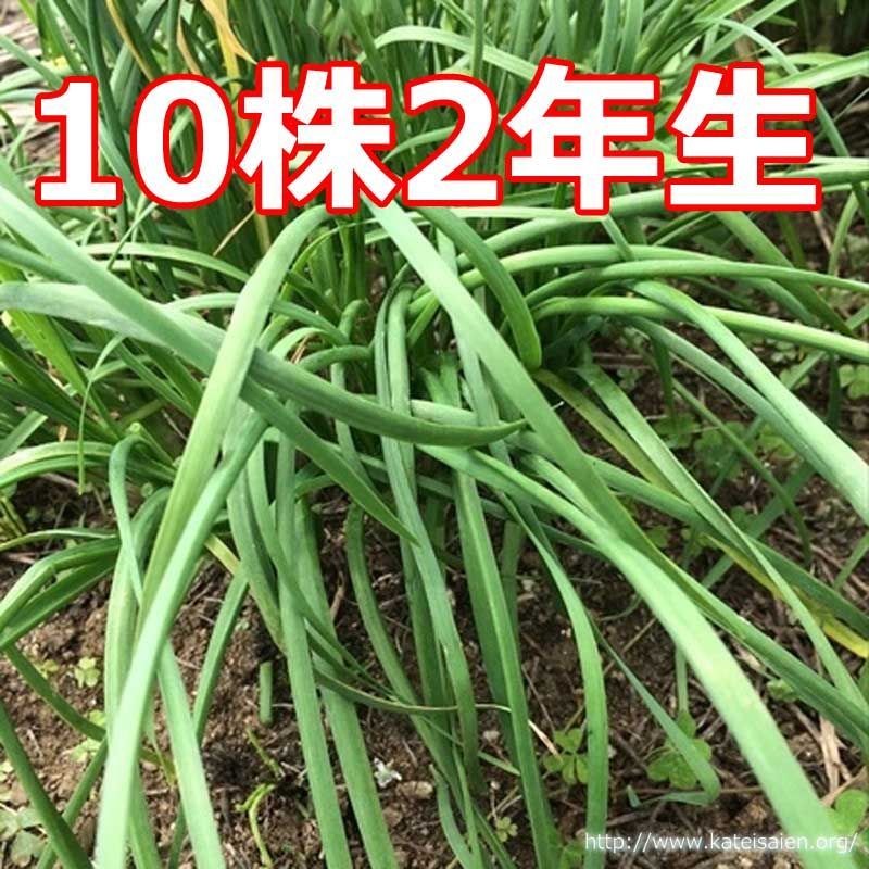 ニラ 種 無農薬 爆売り - 野菜