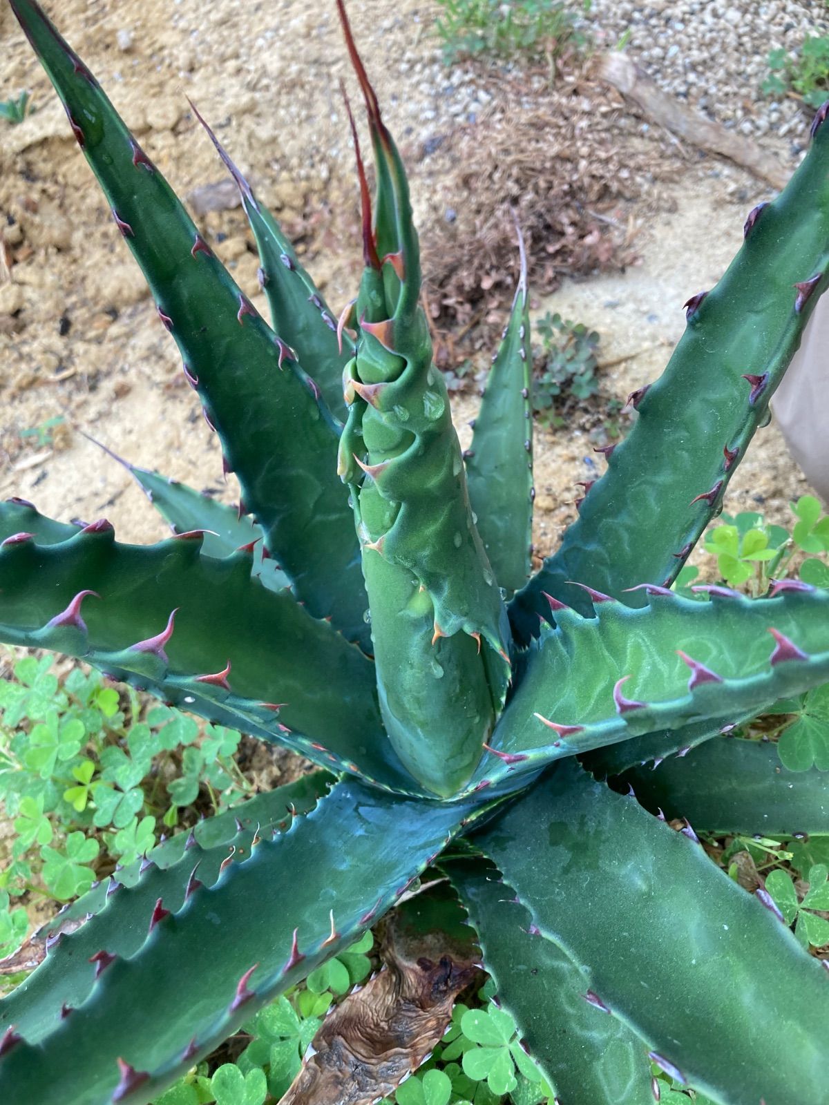 アガベ ジェントリージョーズ