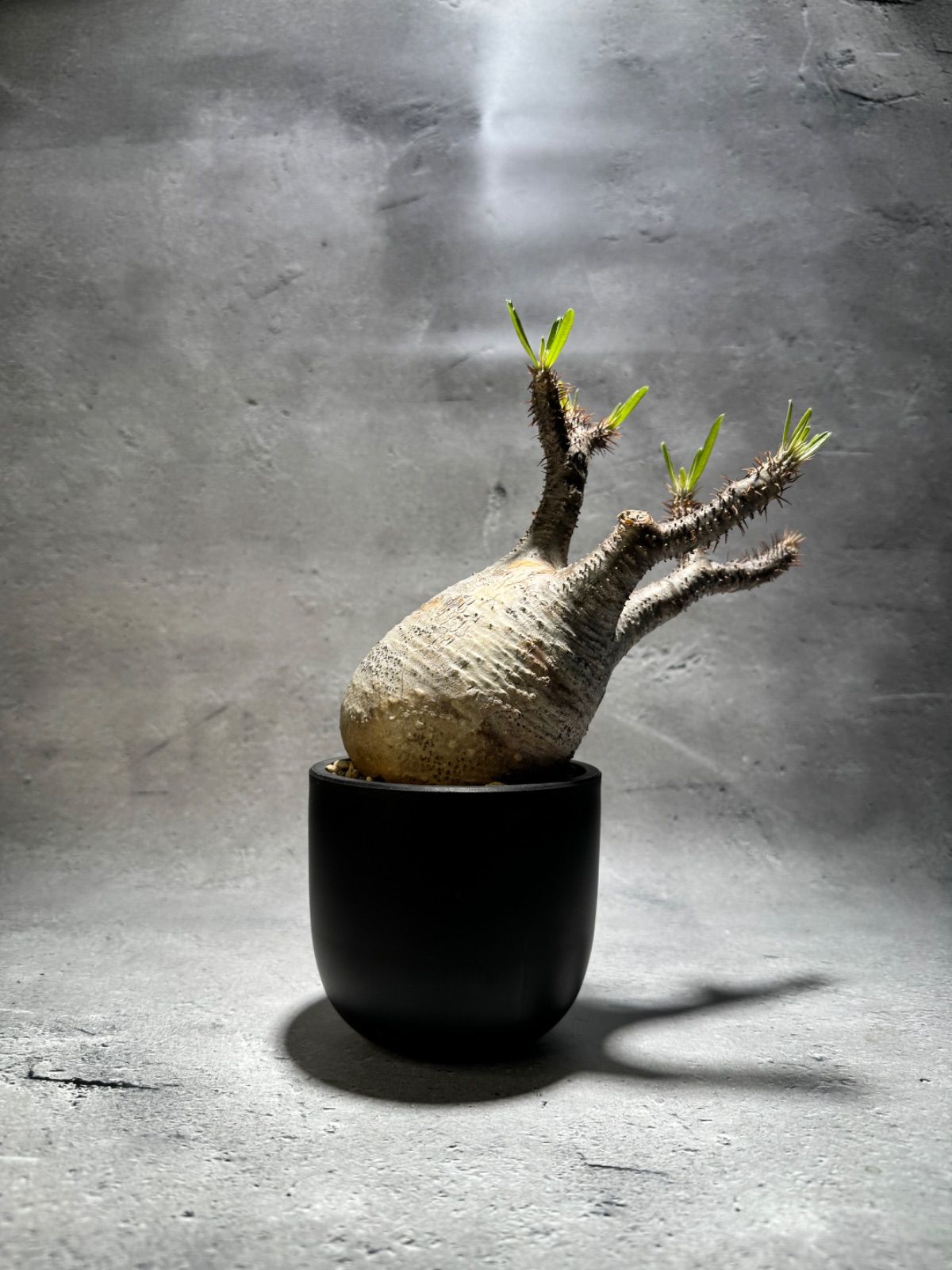 パキポディウム グラキリス 発根済 現地球 《送料無料》 - メルカリ