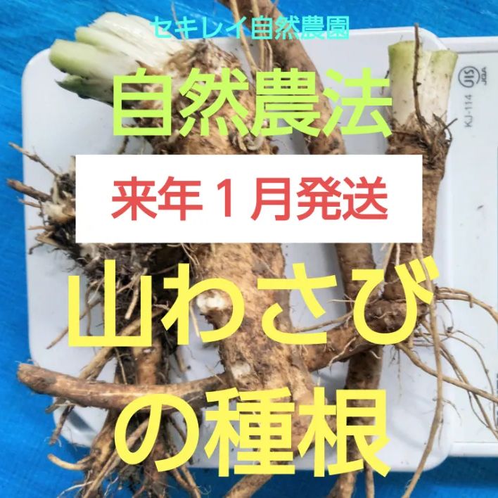 西洋わさび(山わさび)種根 苗 6本 - 野菜