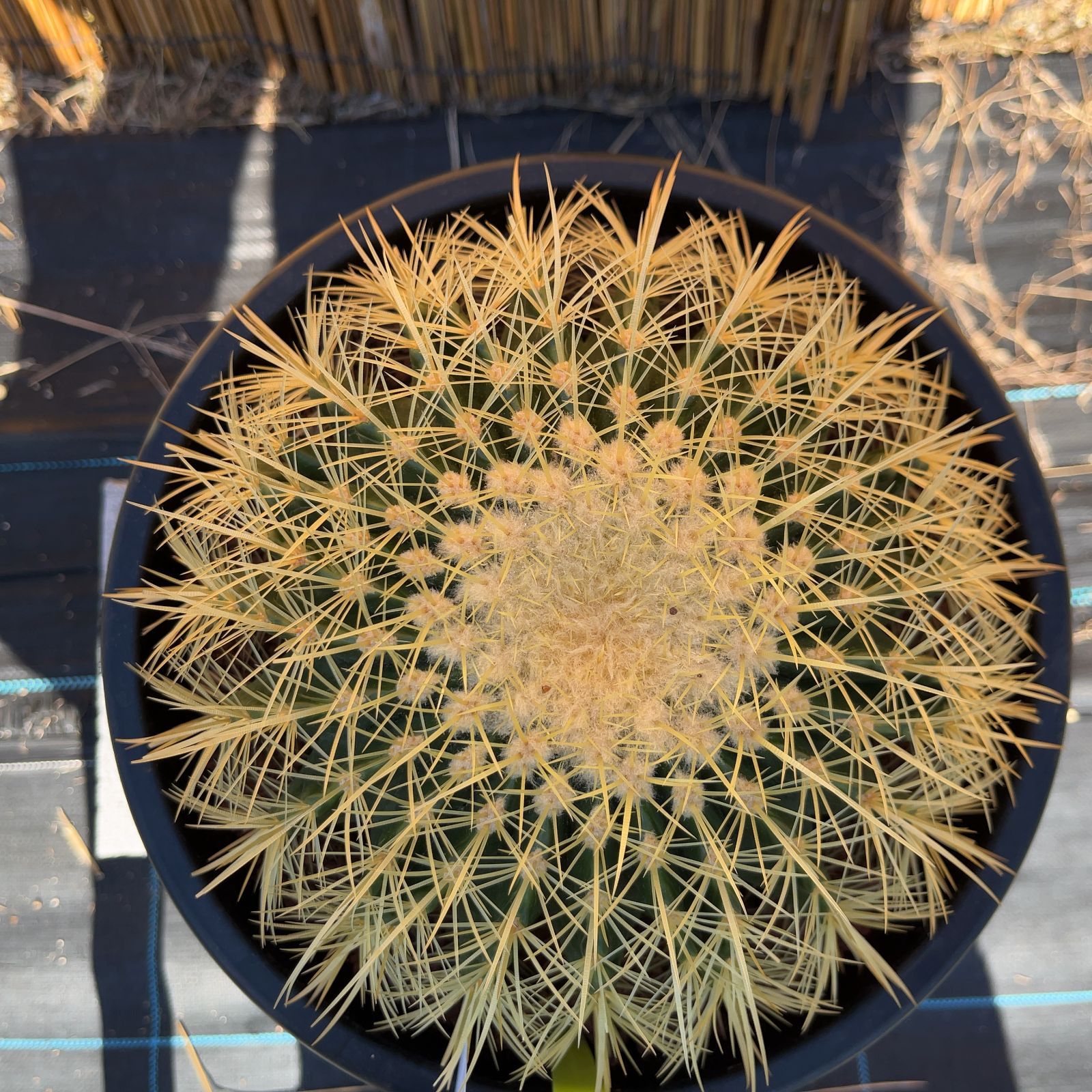 【鉢ごと発送】サボテンの王様！金色サボテン / 金鯱（キンシャチ）Golden barrel cactus / 8号 黒鉢【現品】M24-11-5-02