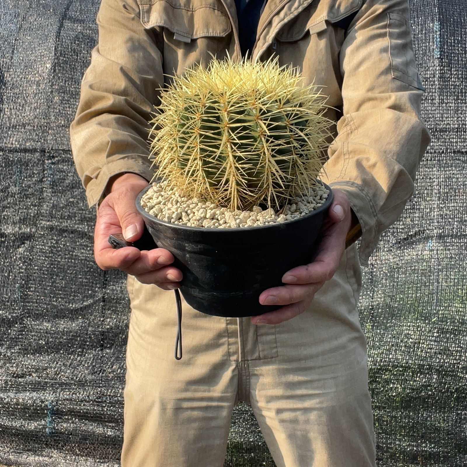 サボテン　金鯱錦　実根　鉢ごと発送 鉢ごと発送】【送料込】 サボテンの王様！金色サボテン / 金鯱