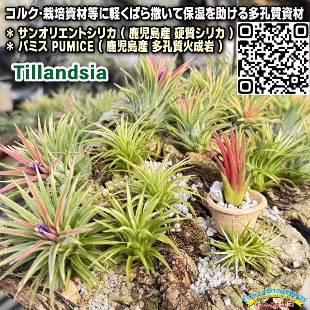 親株＋ホワイティ系2株＊