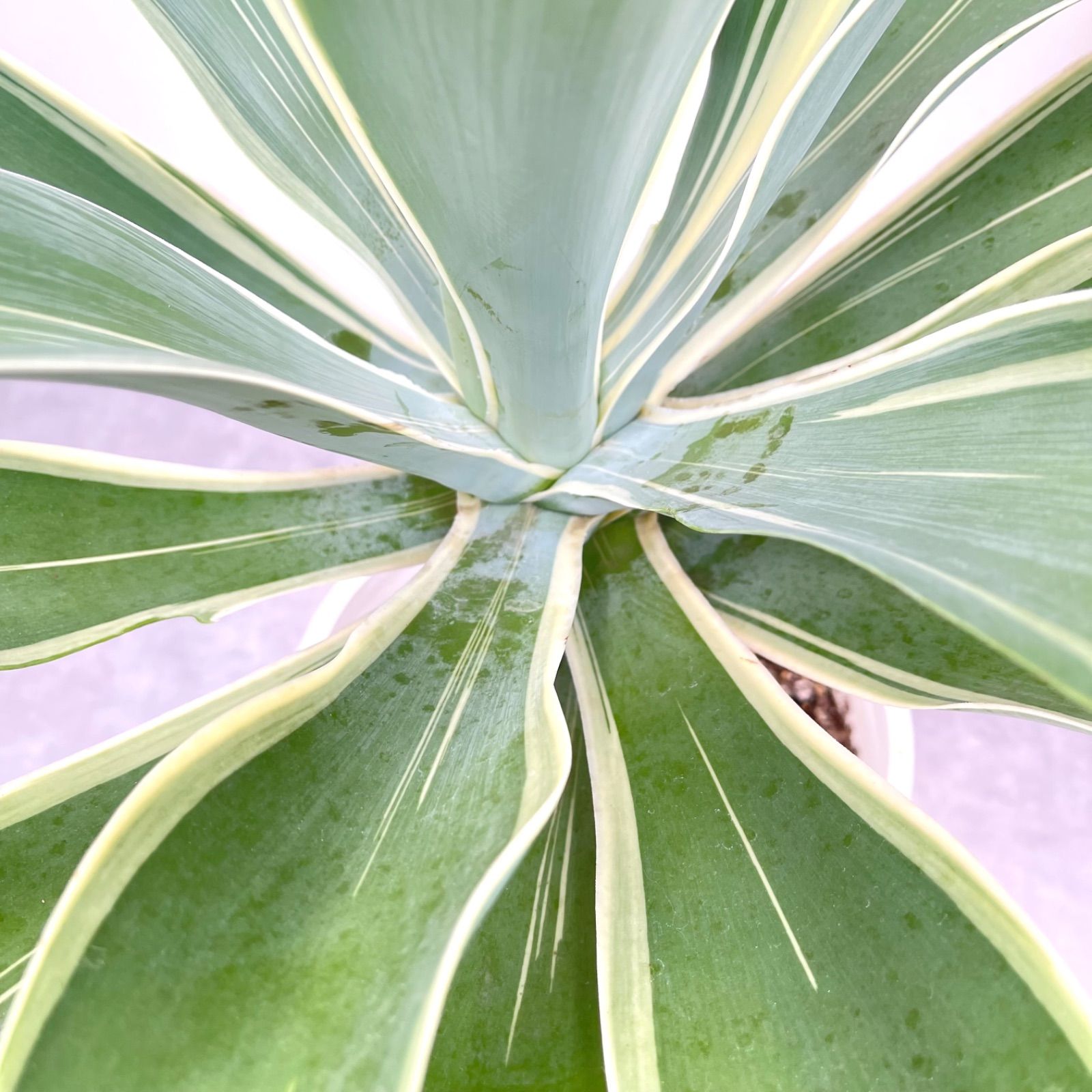 アガベ アテナータ 斑入り レオブライト 1【現品】☆希少☆ 観葉植物