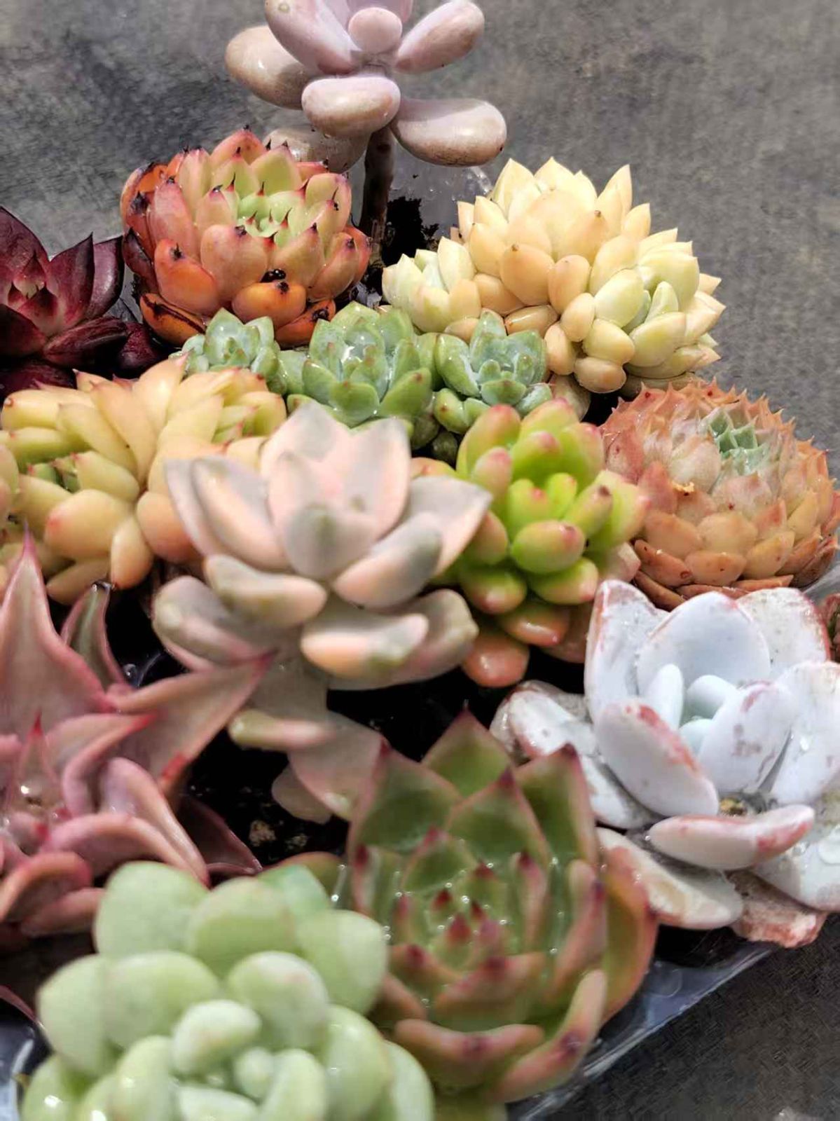 C742　粉月影　50苗セット　多肉植物　土根付き　エケベリア　サボテン　韓国苗 C742 粉月影 50苗セット 多肉植物 土根付き エケベリア サボテン