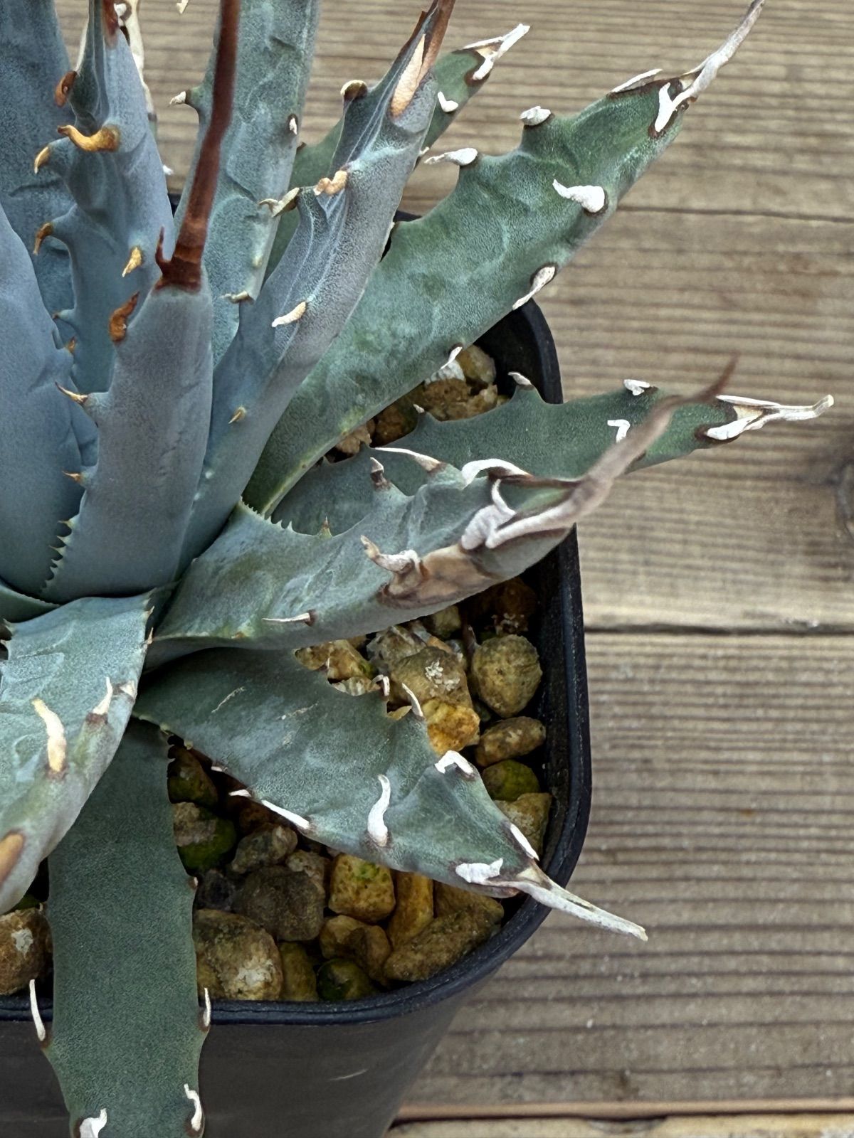 子株付き】アガベ ユタエンシス エボリスピナ 陽炎【発根済】 アガベ