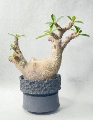パキポディウム・マカイエンセ 塊根植物 多肉植物 - メルカリ