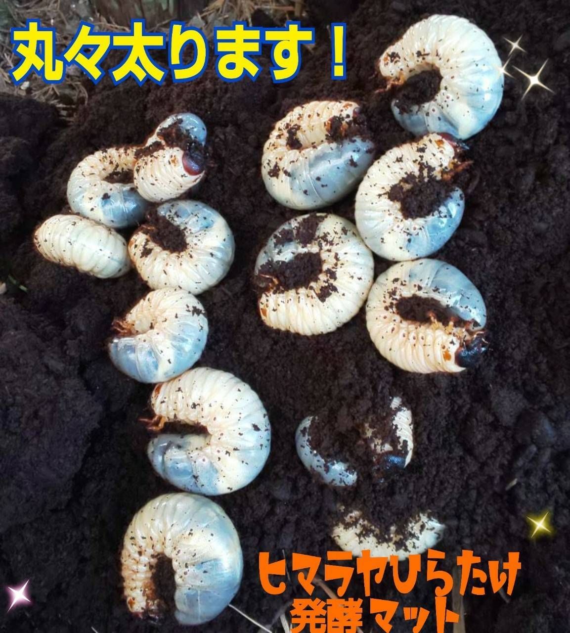 カブトムシ幼虫の餌、産卵に【改良版】発酵マット40L大きくなる☆雑虫混入全くなし - メルカリ