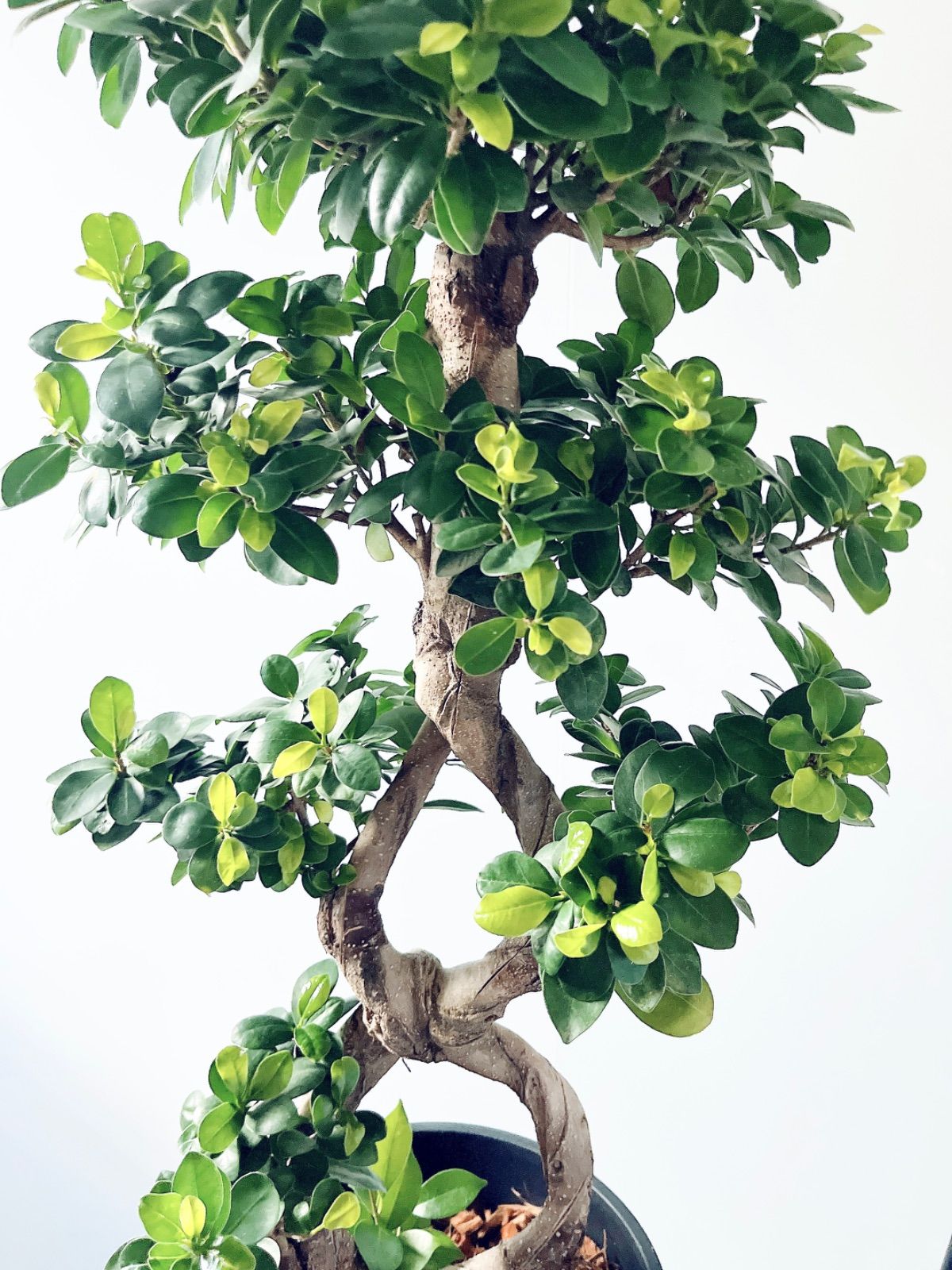 再入荷 八の字 パンダガジュマル シンボルツリー 観葉植物 calm cafe