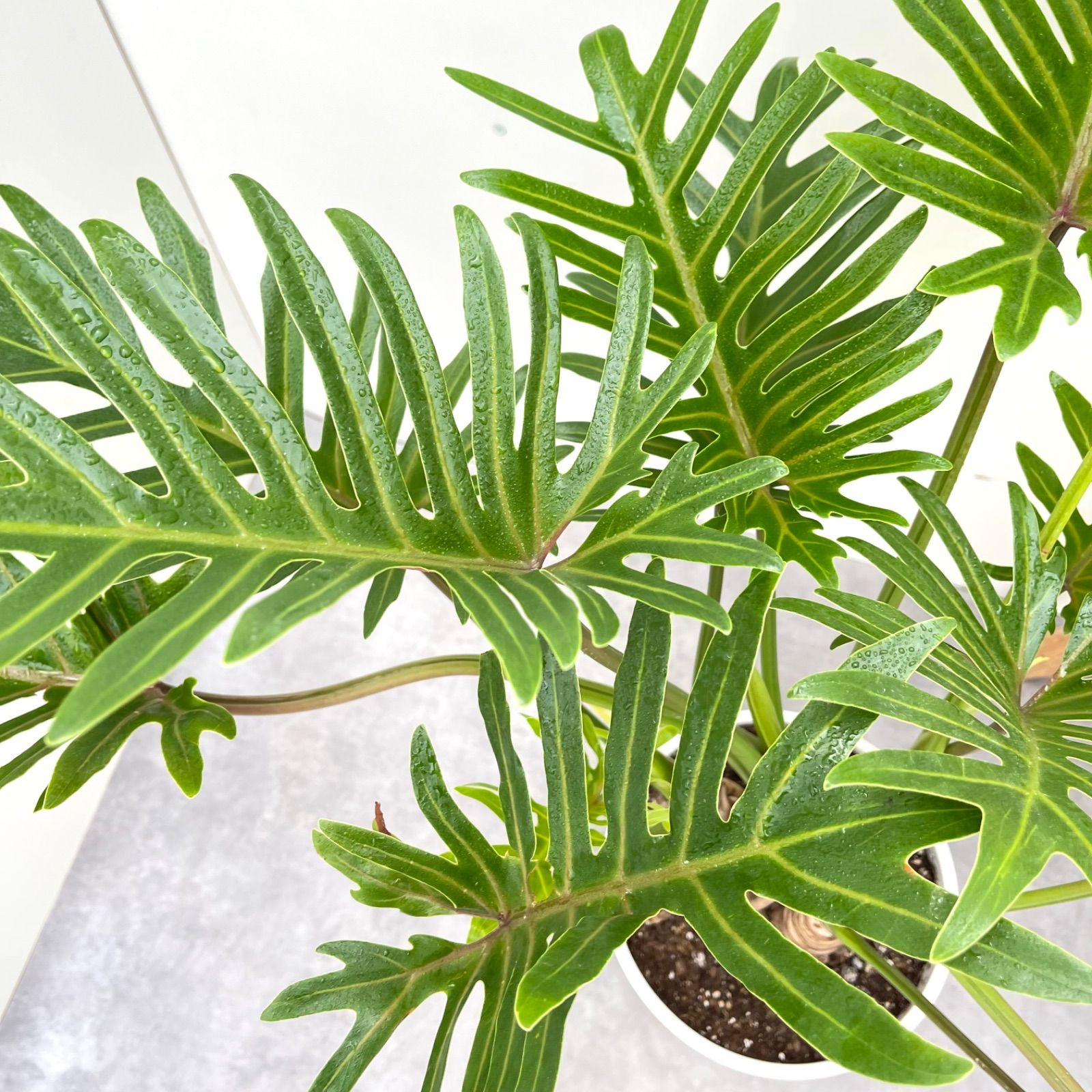 観葉植物 大型