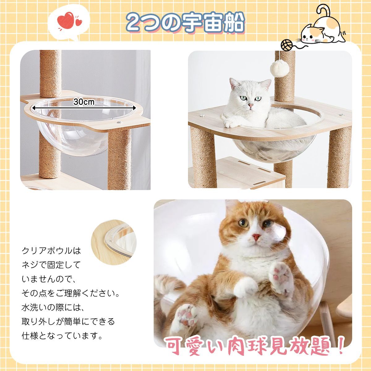 シニア猫