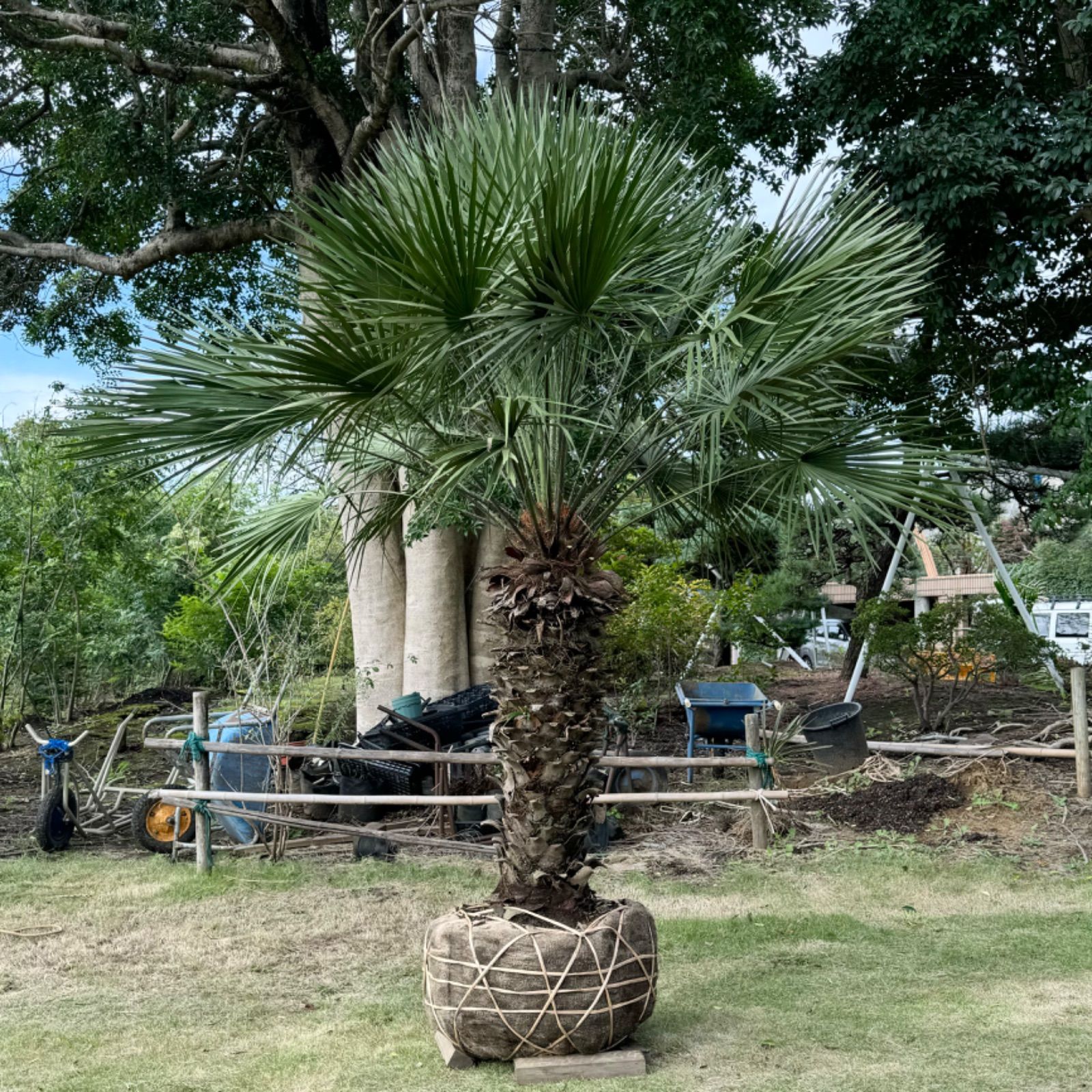 希少】1本立 チャメロプス チャメロップス - メルカリ