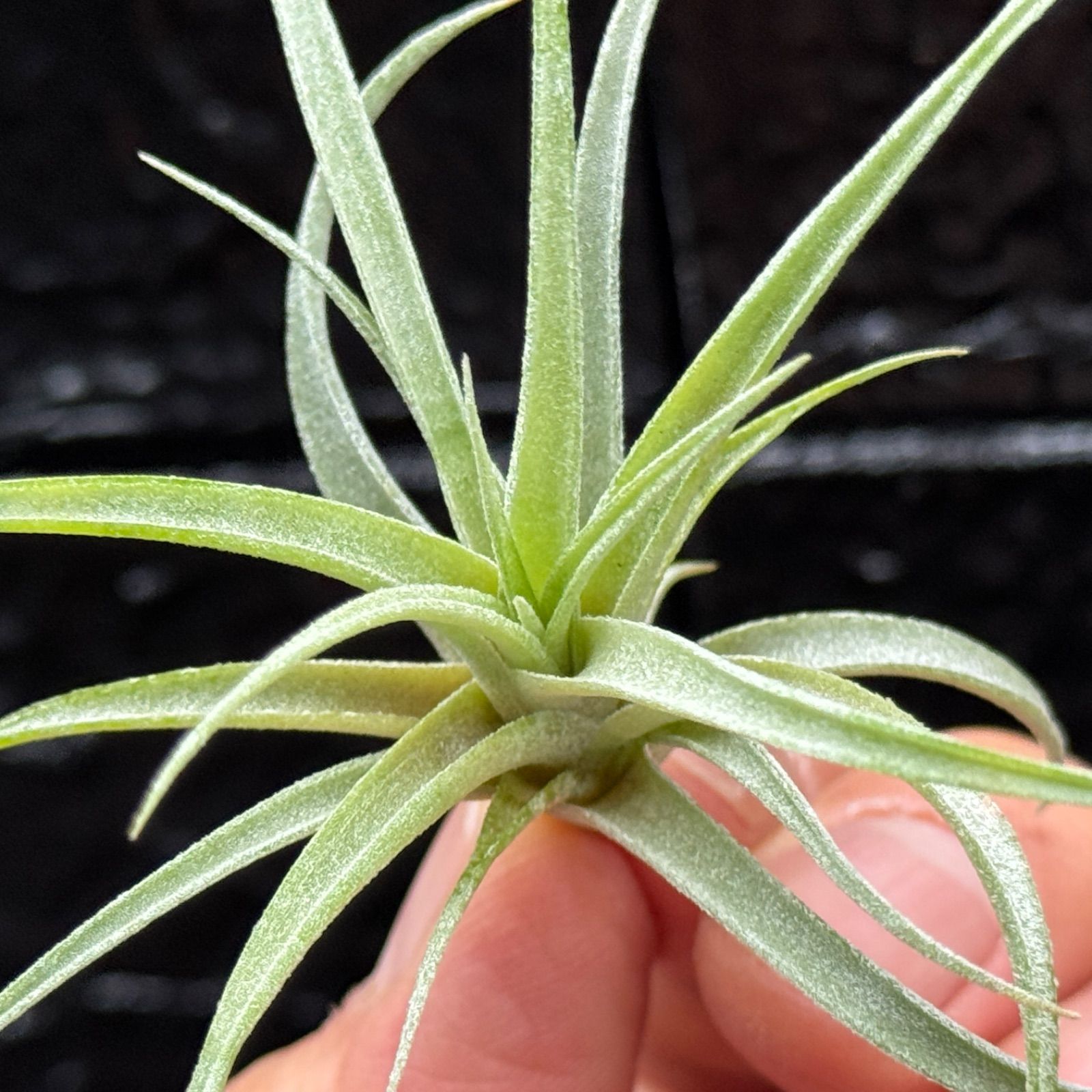 チランジア キセログラフィカ × ブラキカウロス Tillandsia