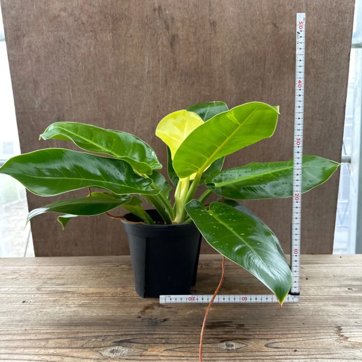 フィロデンドロン 5種類 5点セット 現品 Philodendron フィロデン