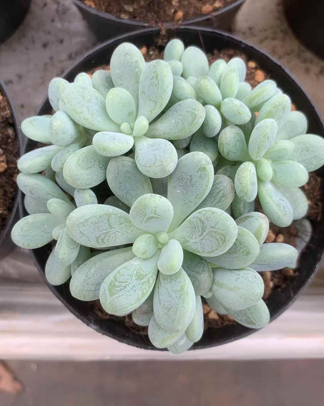 LX64×24 ハイニア 抜き苗 多肉植物 アエオニウム エケベリア 韓国苗