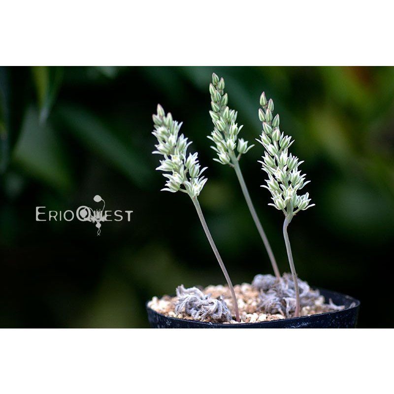 エリオスペルマム ドレゲイ Eriospermum dregei type-ES EQ605 通販