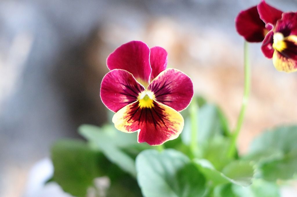 花苗 3ポット メルカリ便 ビオラ るびー 3.5号ポット苗 3.5号ポット苗 【3株販売】 寄せ植え