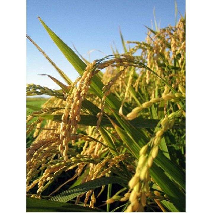 自然栽培 朝日米 10kg 玄米 R5年 在来種 無農薬 無農薬玄米