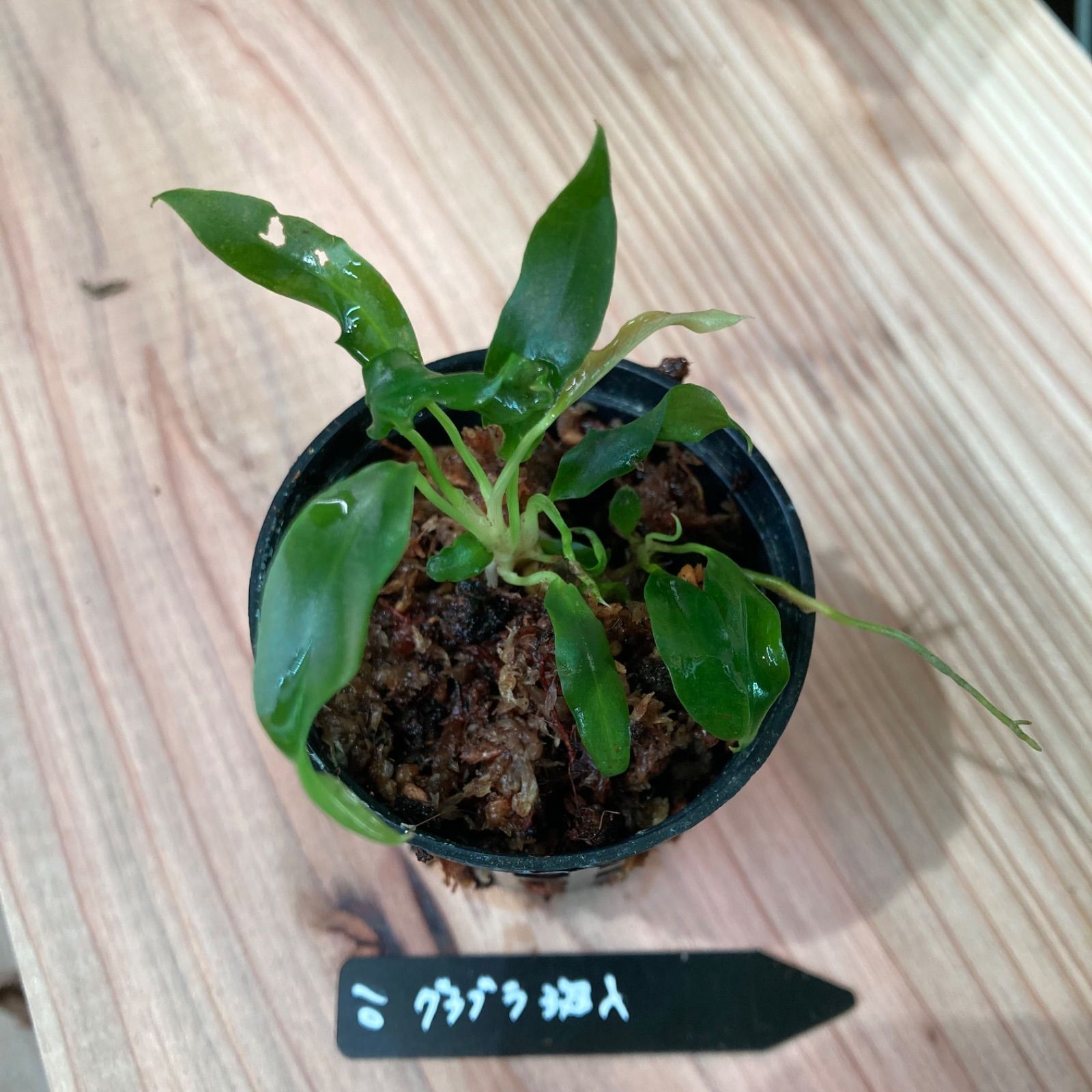 アヌビアス バルテリー バー バルテリー 斑入り 1株 (水上葉)