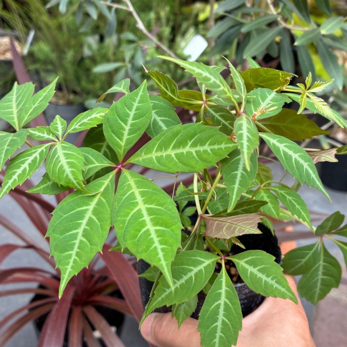 オリーブとグランドカバーセット