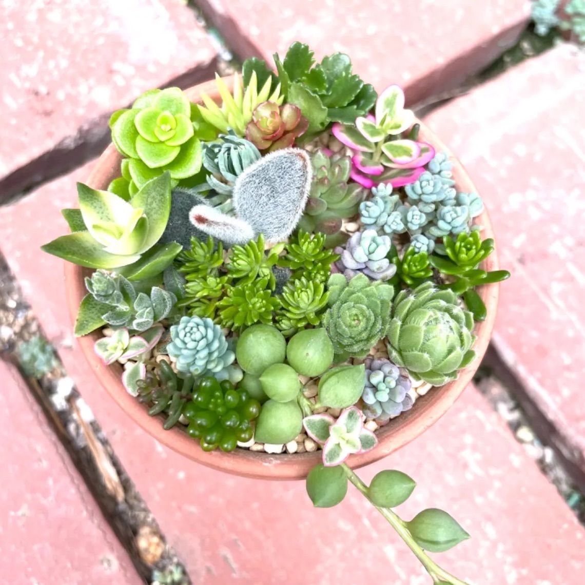 多肉植物☆寄せ植え☆セダム畑❤️☆ちまちま寄せ☆可愛い♪♪ - 観葉植物