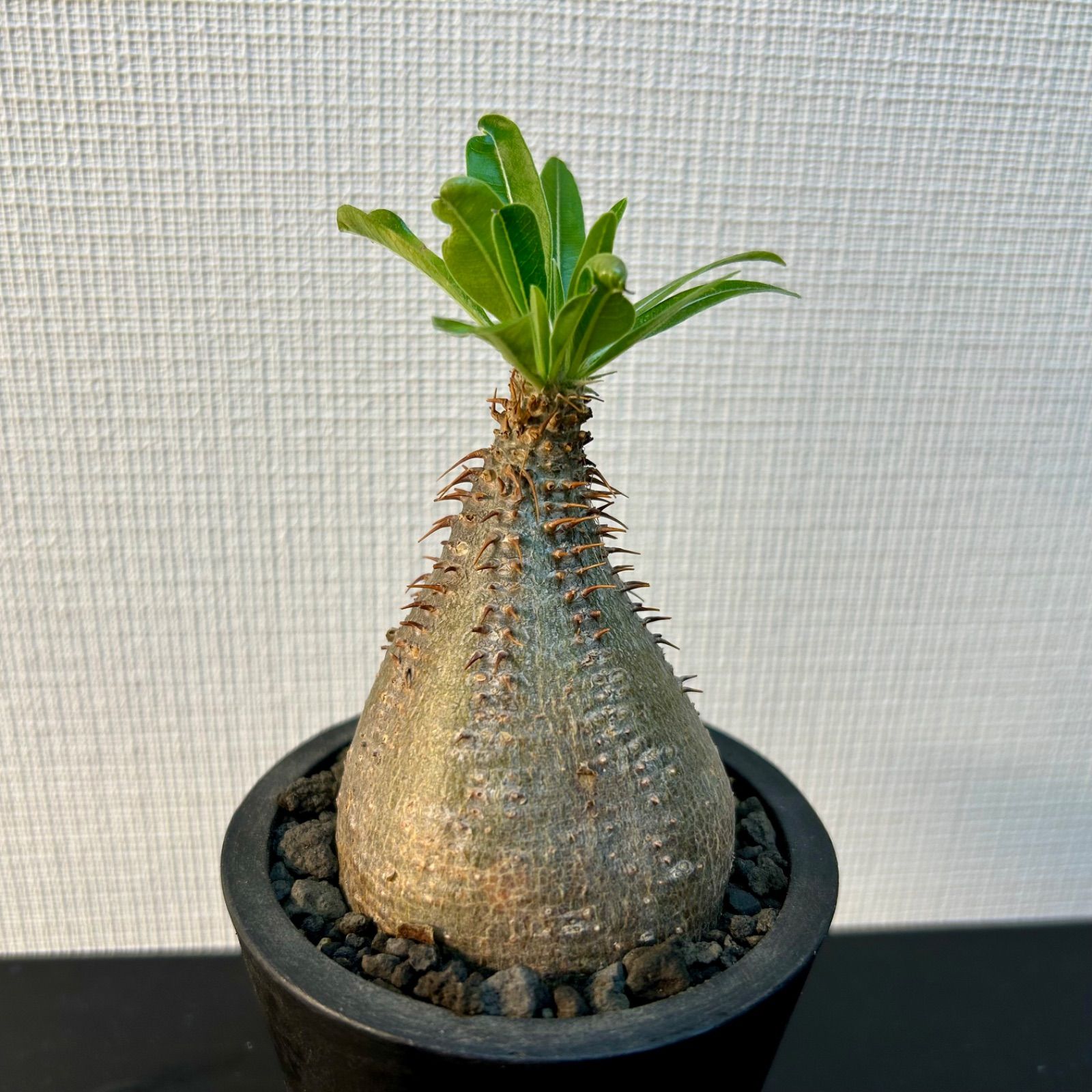 発根済み！ パキポディウム グラキリス 大株 象牙宮 現地球