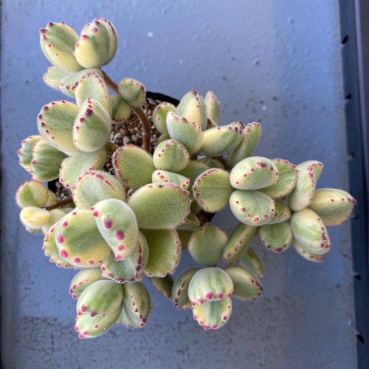 多肉植物 熊童子 熊童子錦 カット苗 - その他多肉植物