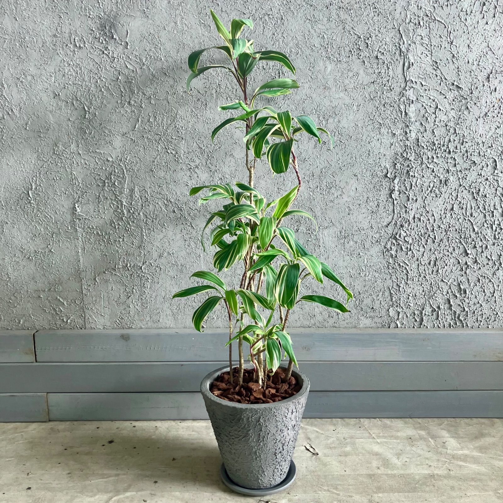 19AAA ハオルチア 多肉植物 白蓮花Xダビディ錦糊斑 自家繁殖 19AAA