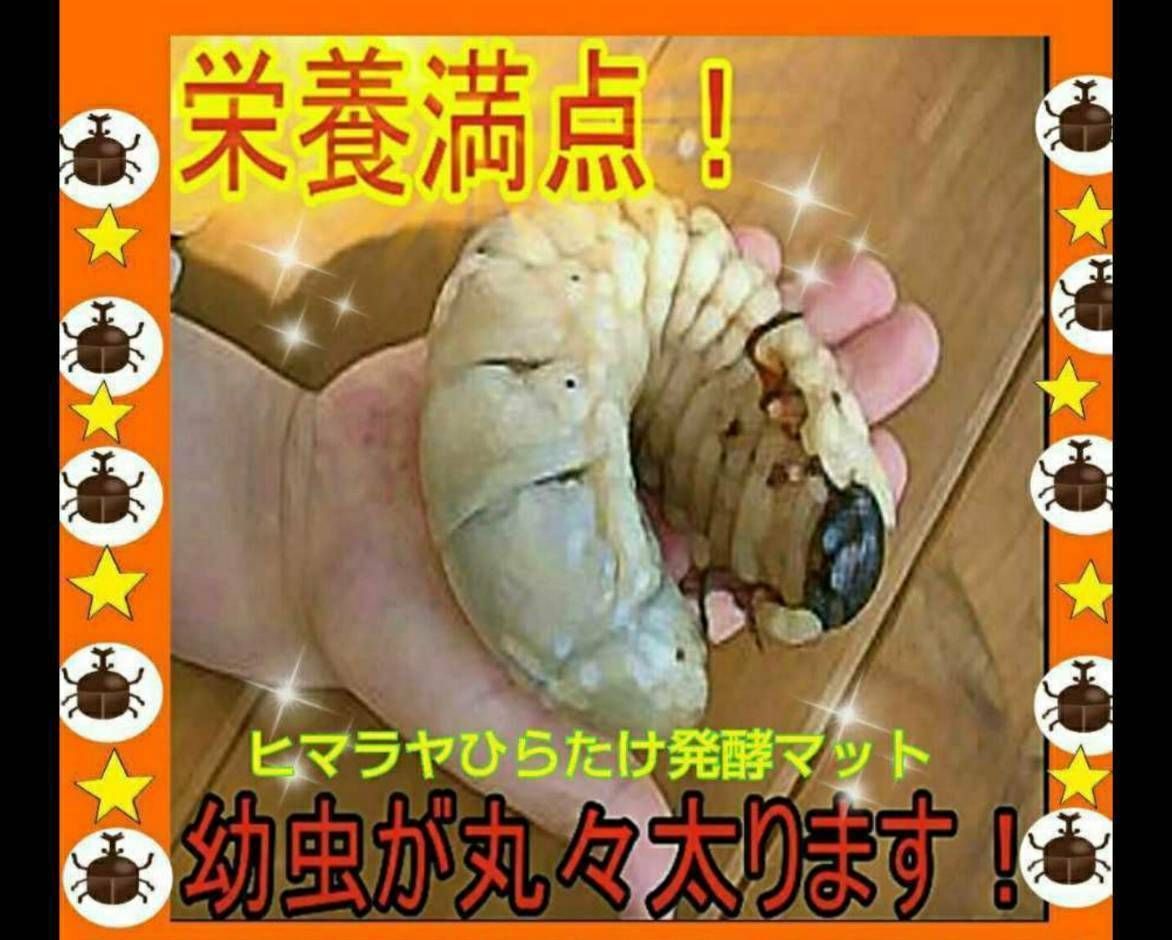 カブトムシ幼虫が丸々太る！改良版☆発酵マット産卵にも！雑虫湧きませ 