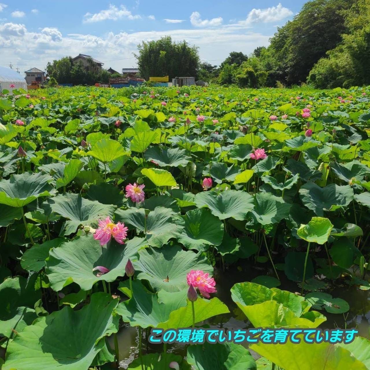ジャム-いちごミルクのもとご予約 のページとなりますのでよろしくお願い致します