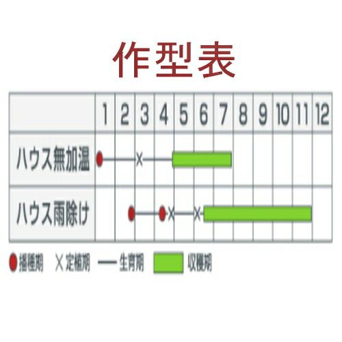 自然な 入荷次第出荷 カネコ種苗 耐病竜福 1000粒