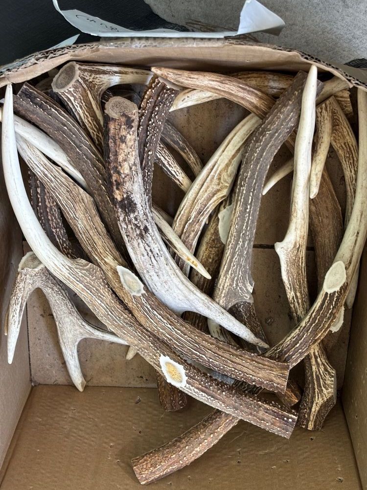 北海道の鹿の角天然素材 北海道の蝦夷鹿の角B品1キロ分です