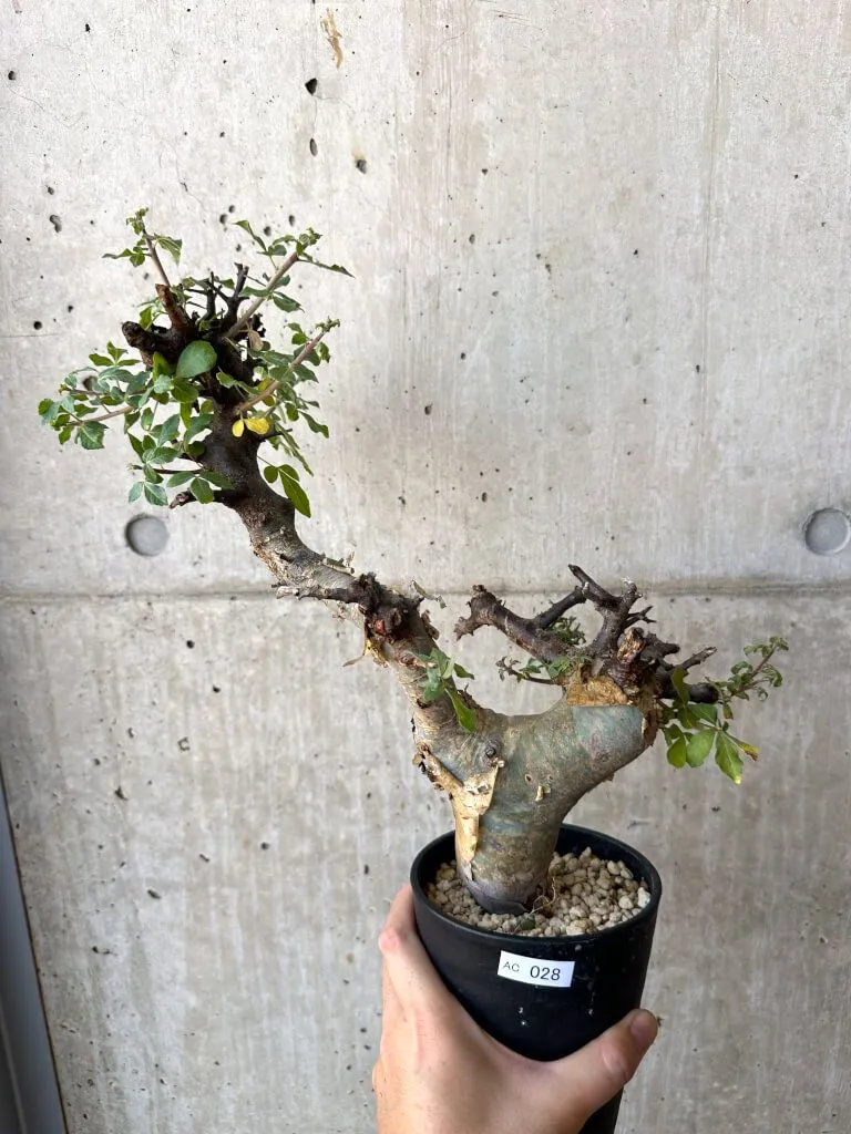 【セール】コミフォラ　シヌアタ　No.001　鉢、送料込　メルカリ便 セール】コミフォラ シヌアタ No.001 鉢、送料込 メルカリ便 セール