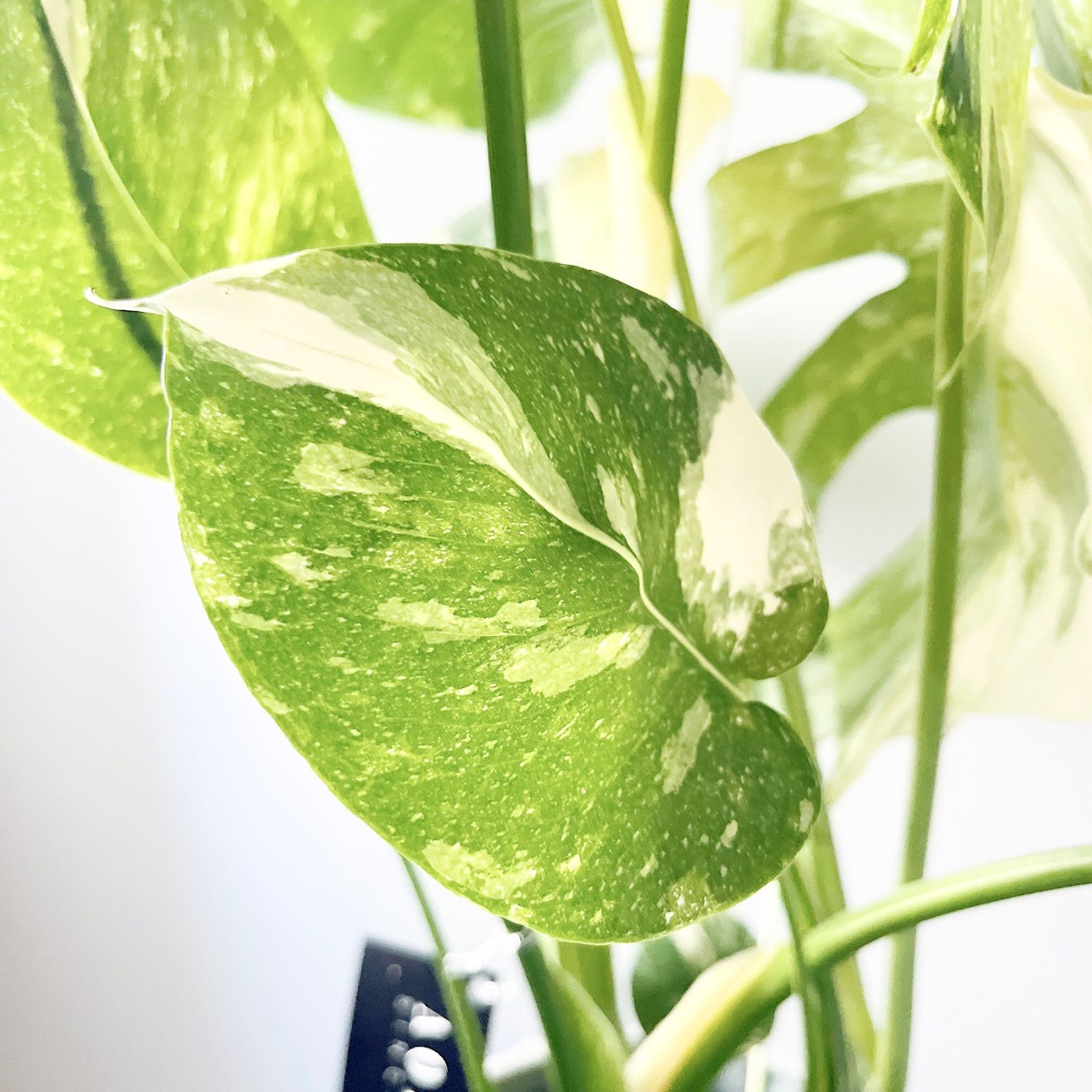 希少 斑入り モンステラ タイコンステレーション 2株植え 観葉植物  