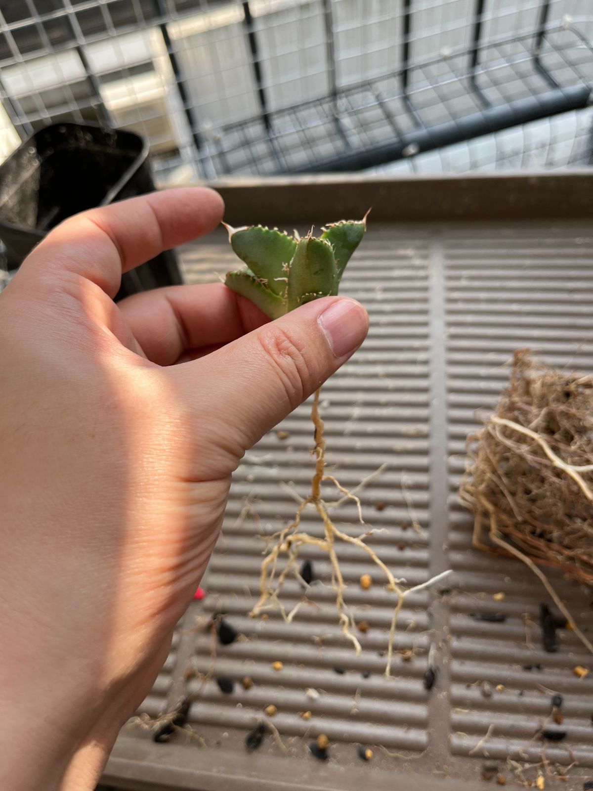 Agave titanota 白豪刺 子株 根付き 龍球會 アガベ チタノタ ① Agave