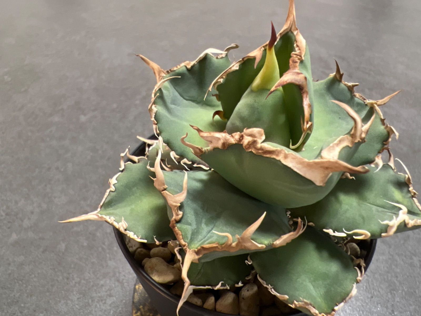 ユッカ ロストラータ【24-435】5頭株