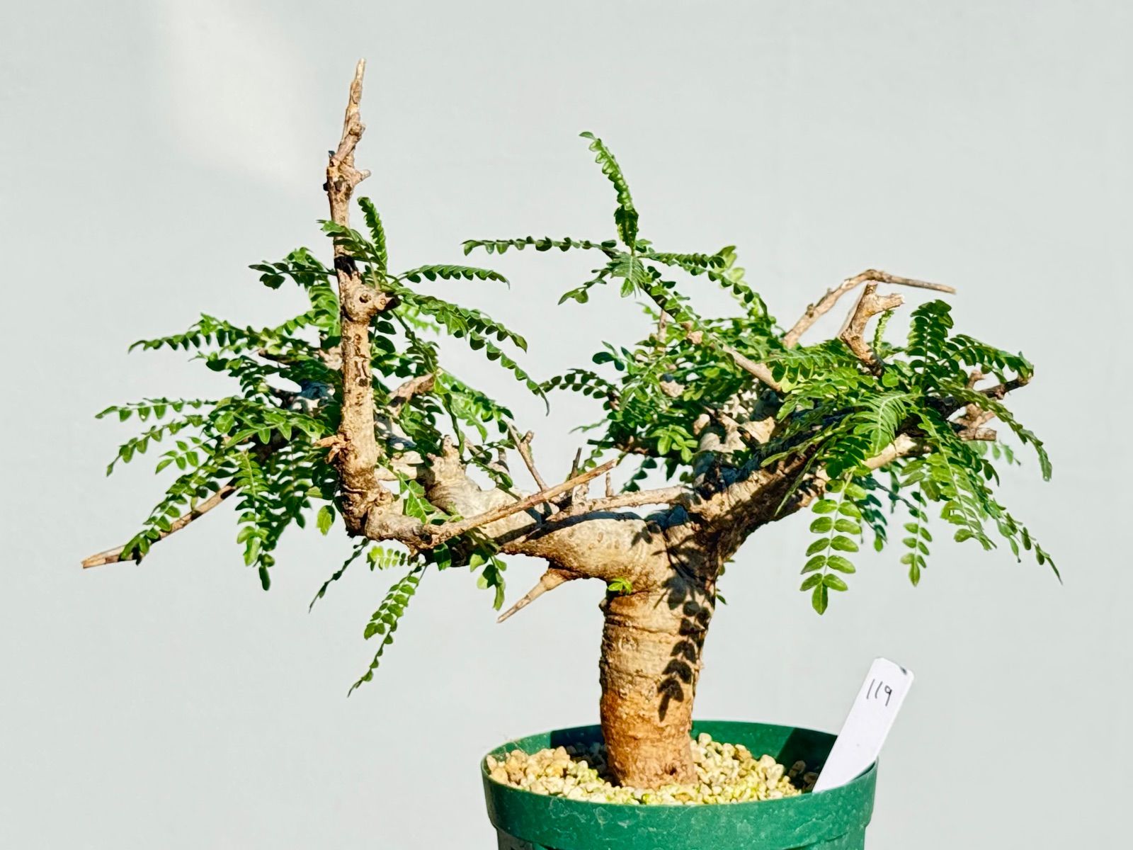 ボスウェリア ネグレクタ119 四種便無料 Boswellia neglecta