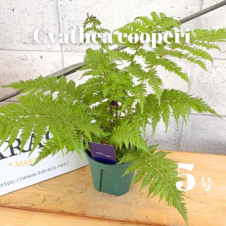 観葉植物】希少 オージープランツ キアテア クーペリー ヘゴ 5号 観葉植物】希少 オージープランツ キアテア クーペリー ヘゴ 5号