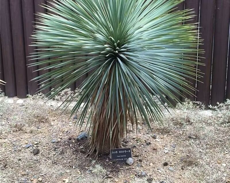 ユッカ ロストラータ 幹曲がり 大株 引き取り限定 耐寒性ユッカ