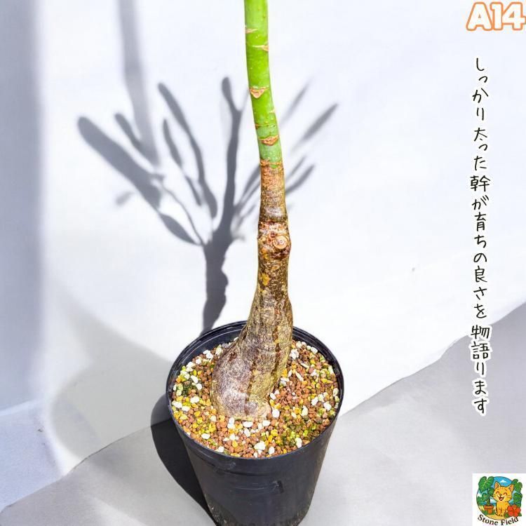 実生パキラミルキーウェイA13/二カ所接木/枝分岐パラソル仕立て/無機質用土 パキラ・ミルキーウェイA14✨斑入り×パラソル仕立て×接木の美株