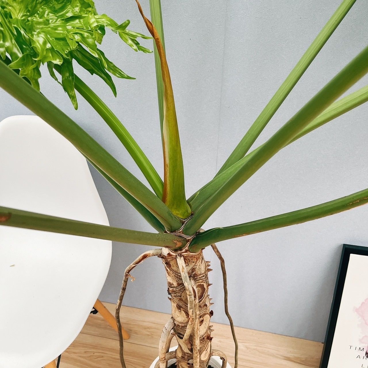 大型観葉植物 セローム 幹上がり 2本