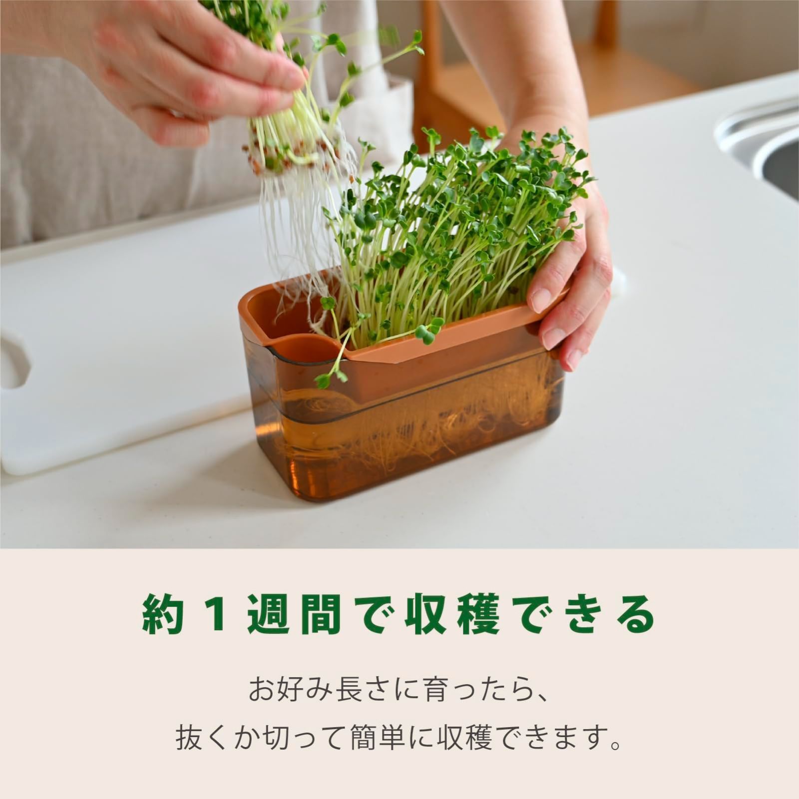 豆苗再生栽培 水栽培 家庭菜園 スプラウト 水耕栽培