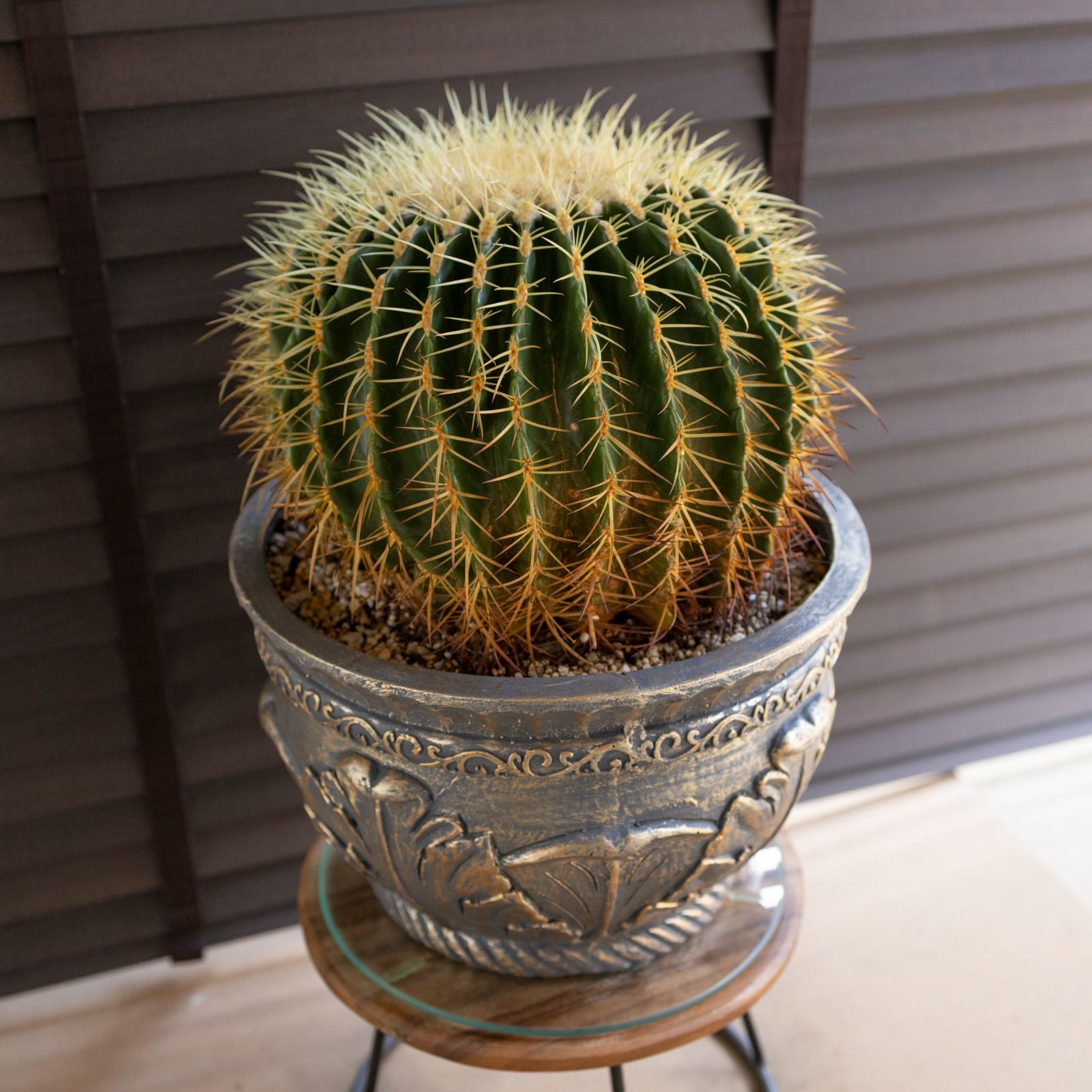 激レア)プテロカクタス　フランス種子実生 19種類セット 激レア)プテロカクタス フランス種子実生 19種類セット 激レア)プテロ