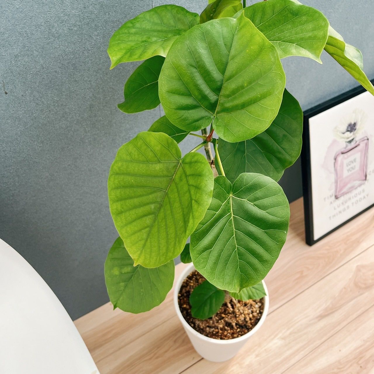 現品］22番 フィカス ウンベラータ 8号 観葉植物 室内 大型 ゴムの木