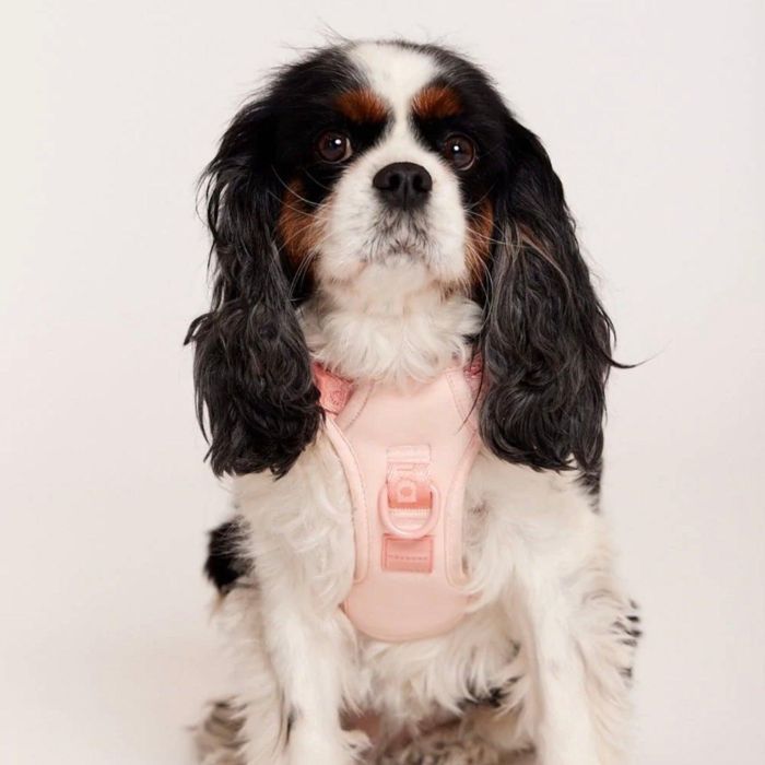 【新品】ハーネス/ピンクSサイズ/max-bone/ラグジュアリーブランド maxbone 犬用イージーフィットハーネス｜簡単装着・快適フィット