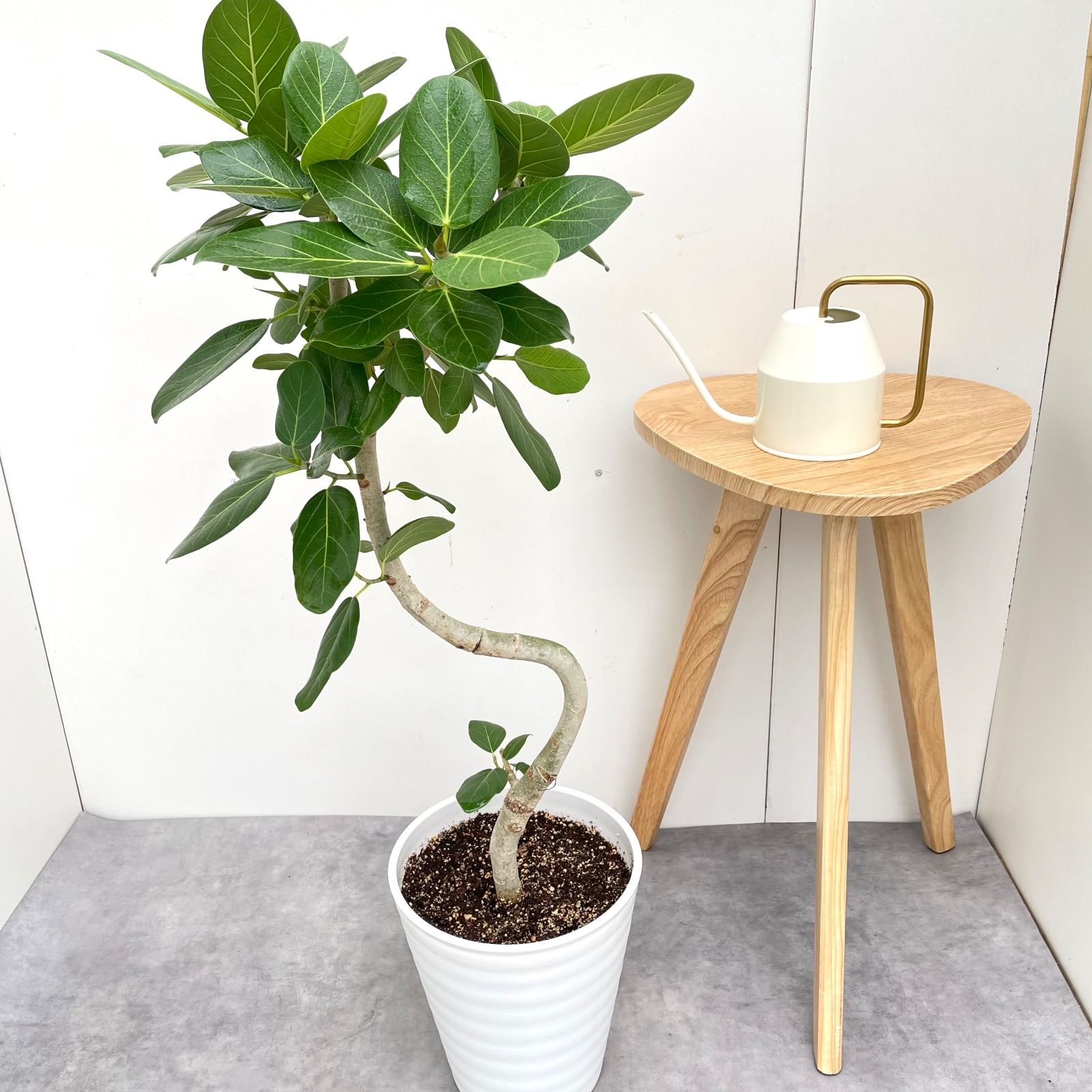 フィカス ベンガレンシス 曲がり 14 現品 観葉植物 大型 室内