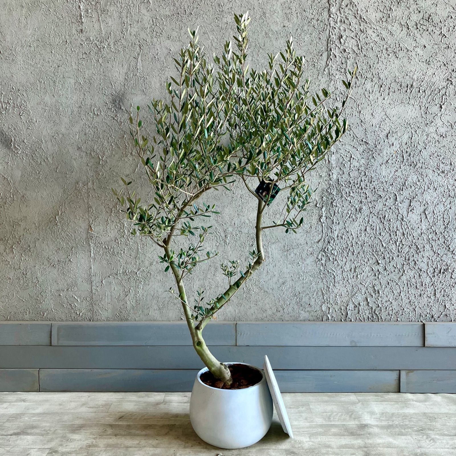 Ramat Planter #241 × ヤトロファ マルギナータ Ramat Planter #241