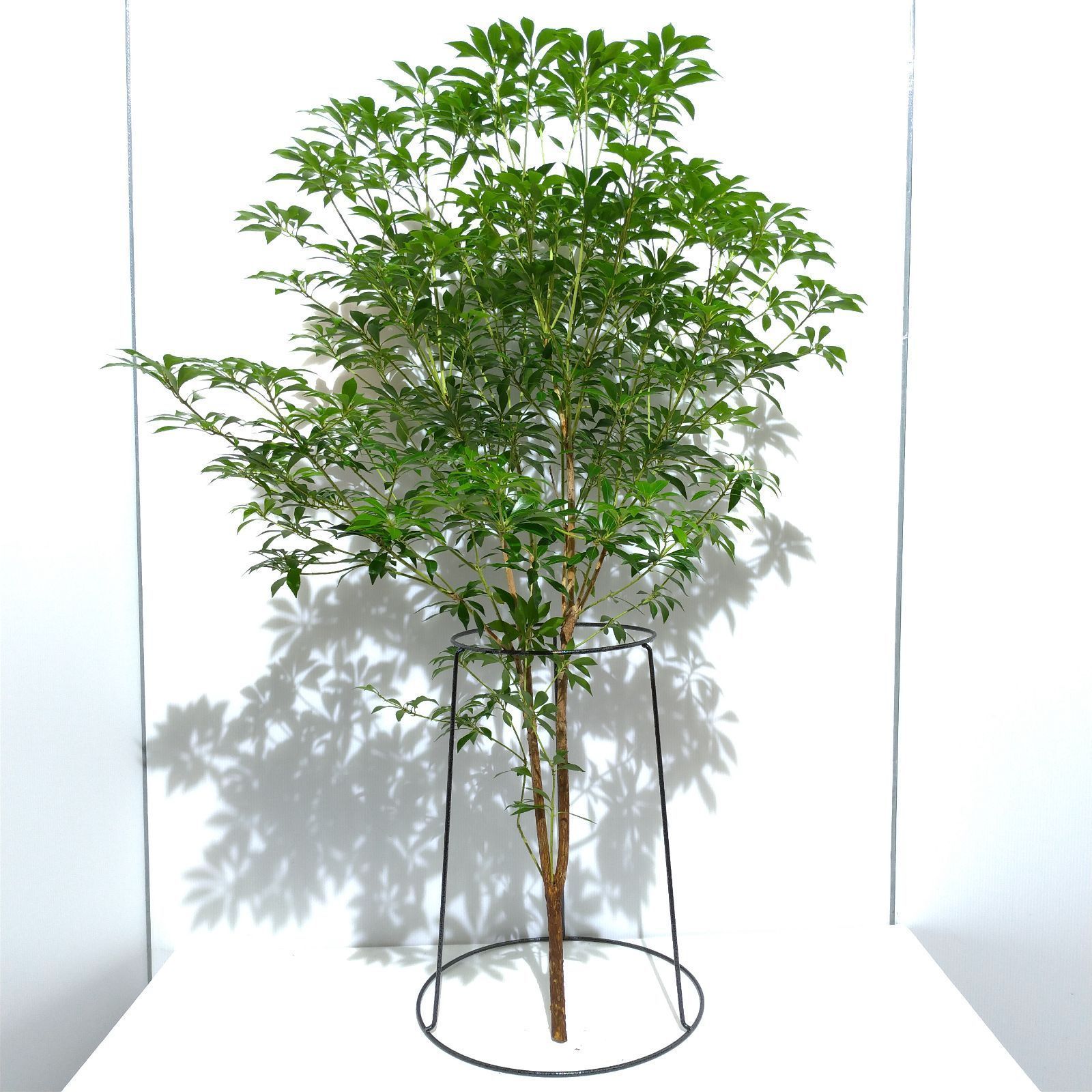 週末特価！無二。。山採りアセビ。。 アクティブビズ | ACTIVE BIZ メンズ 通販 ACTIVE BIZ アクティブビズ