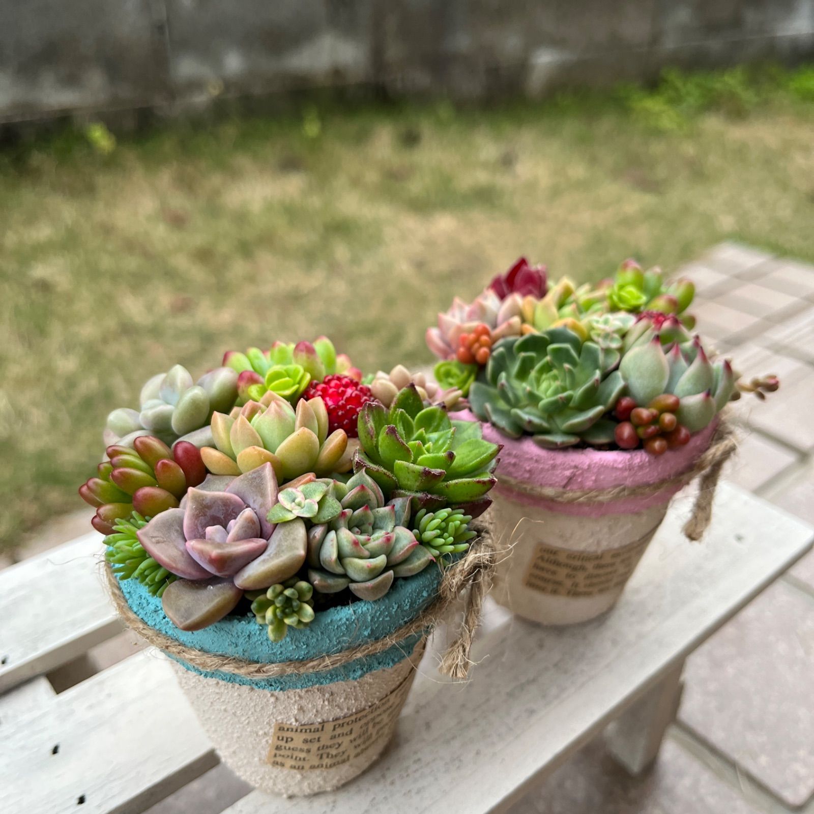 ハンドメイド多肉植物の寄せ植え♡そのまま飾れる♡2個セット